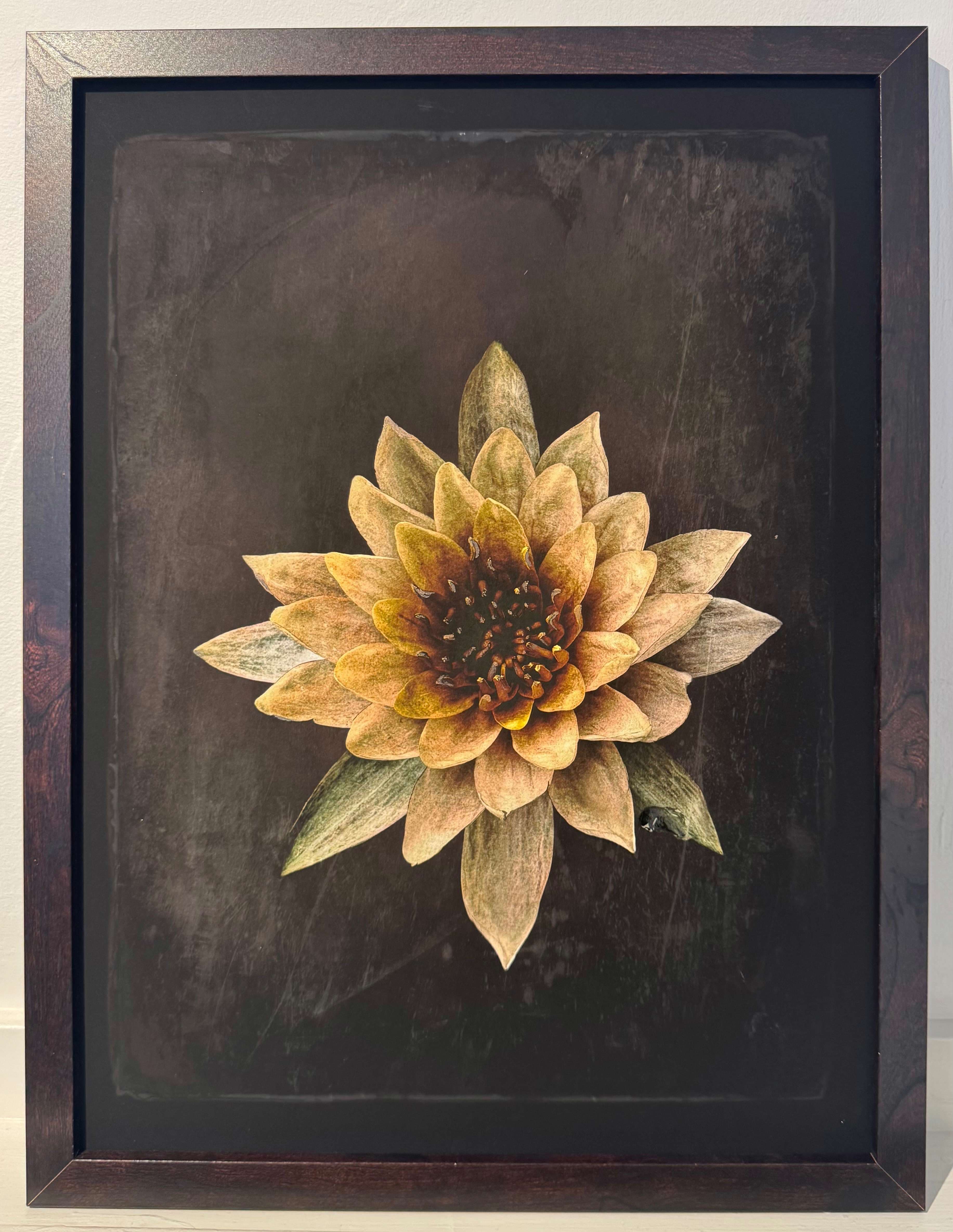 Lotus with Drop av Emely Fleur – Galleri Risberg